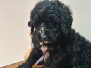 Bernedoodle dogs F1 STANDARD 1500 BERNADOODLE LAST BOY AVAILABLE - Advert 2