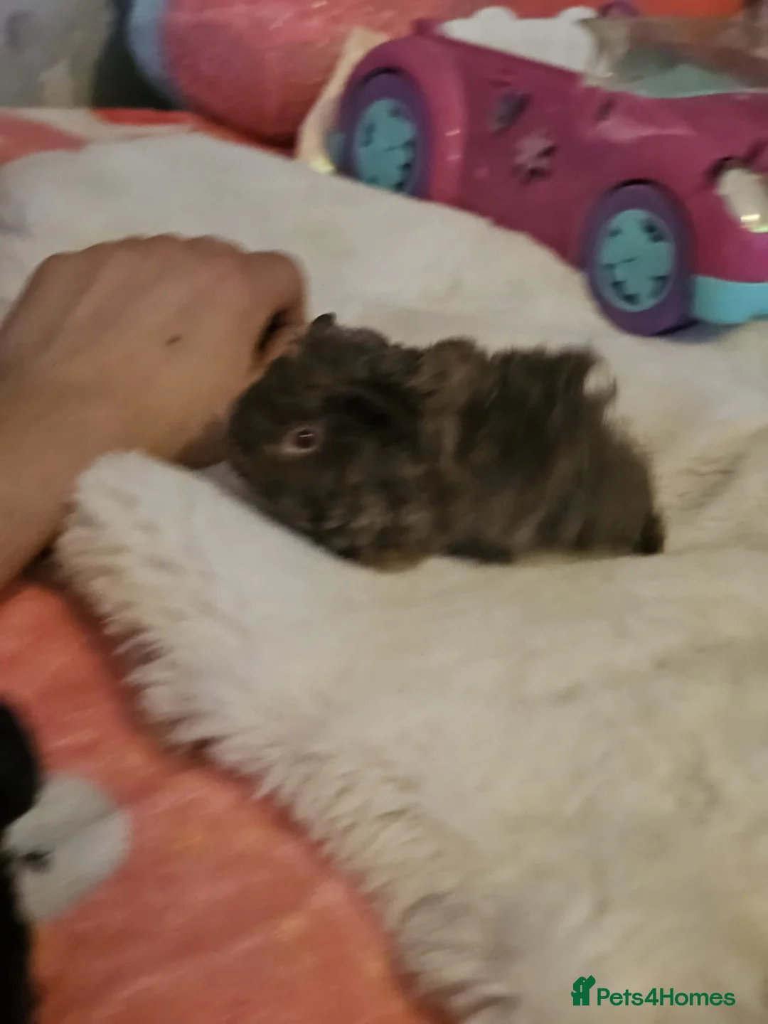 Guinea Pig rodents for sale: Adorable female guinea pig babies  in Nottingham - Advert 9