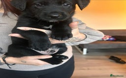 Mixed Breed dogs for sale: Labernese puppies. 5 boys available.  - Advert 7