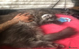 Maine Coon cats for sale: Prince in London - Image 2
