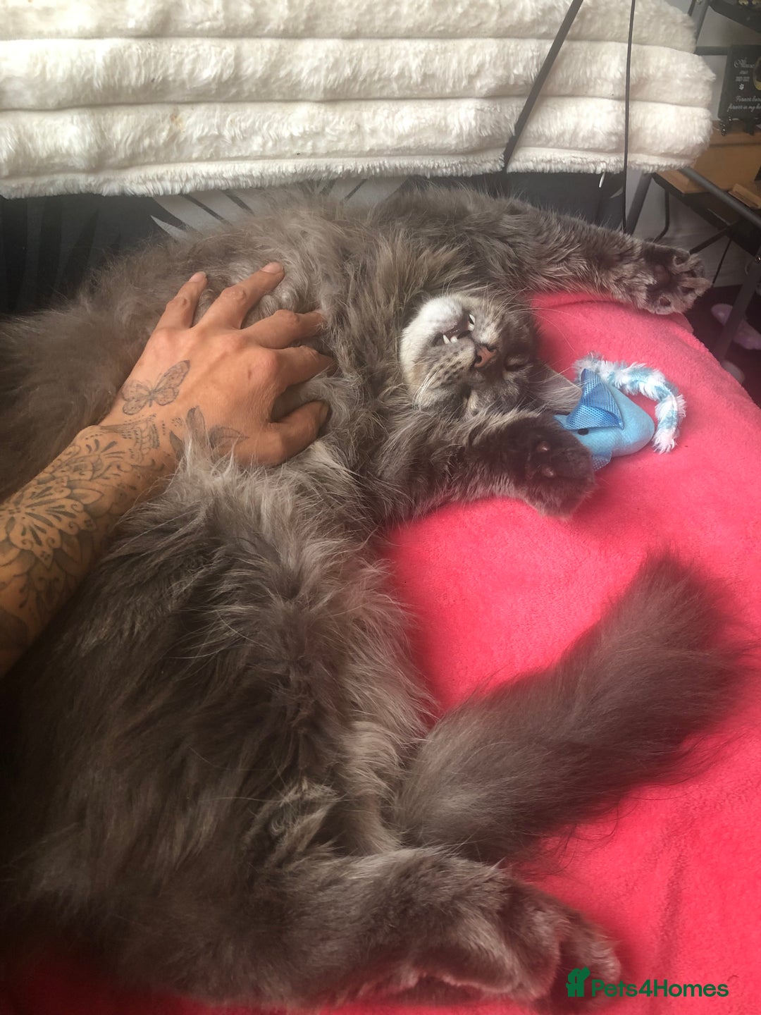 Maine Coon cats for sale: Prince in London - Image 2
