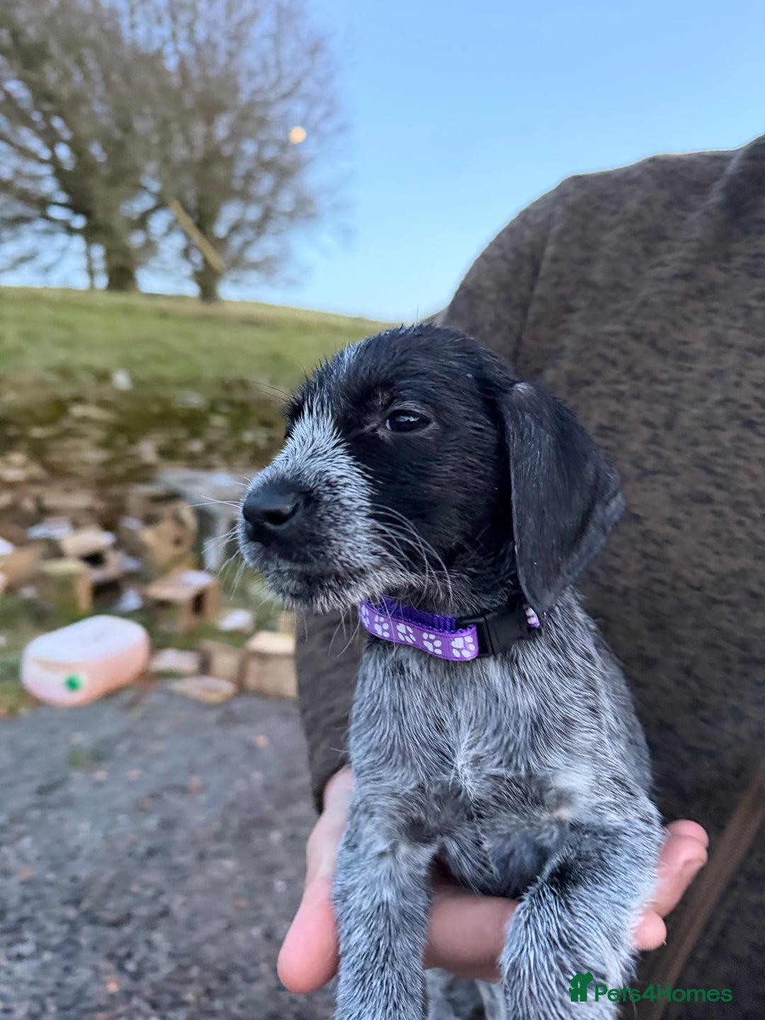 Mixed Breed dogs for sale: Stunning Labrador Pointer Puppies – Ready to go - Advert 6