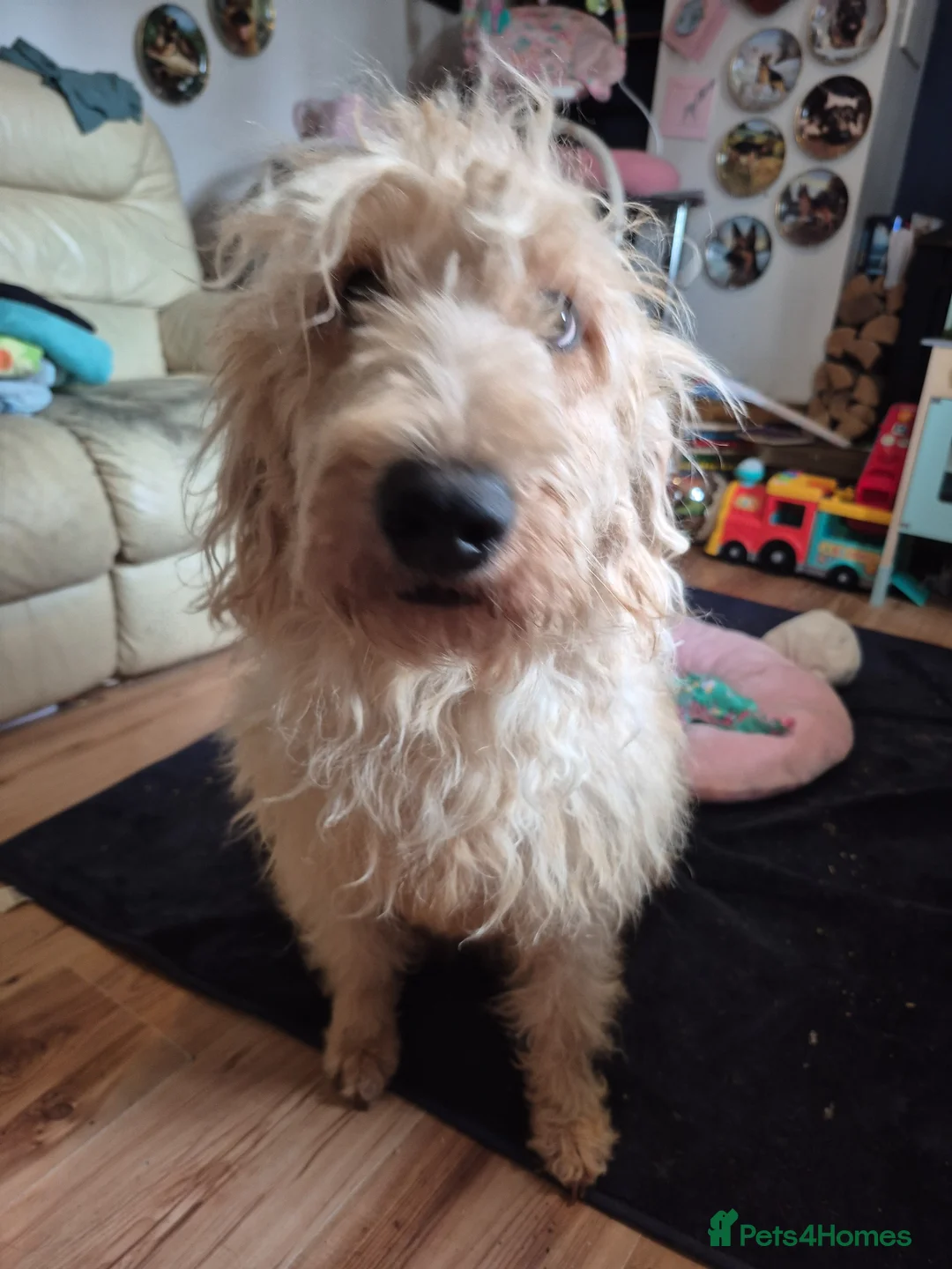 Labradoodle dogs for sale: Apricot wavy haired labradoodle girl  in Dursley - Advert 7