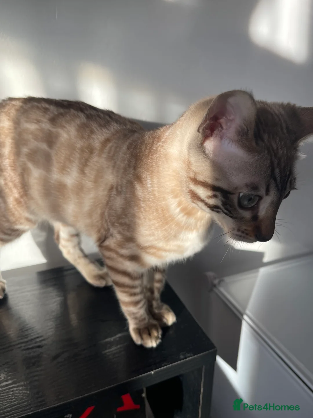 Bengal cats for sale: Snow Lynx Bengal Male kitten - Advert 8