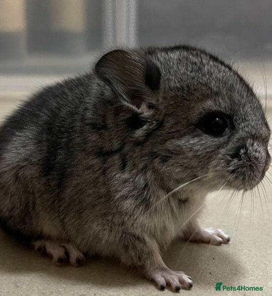 Chinchilla rodents Baby Male chinchilla for sale  - Advert 3