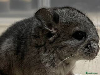 Chinchilla rodents Baby Male chinchilla for sale - Advert 1