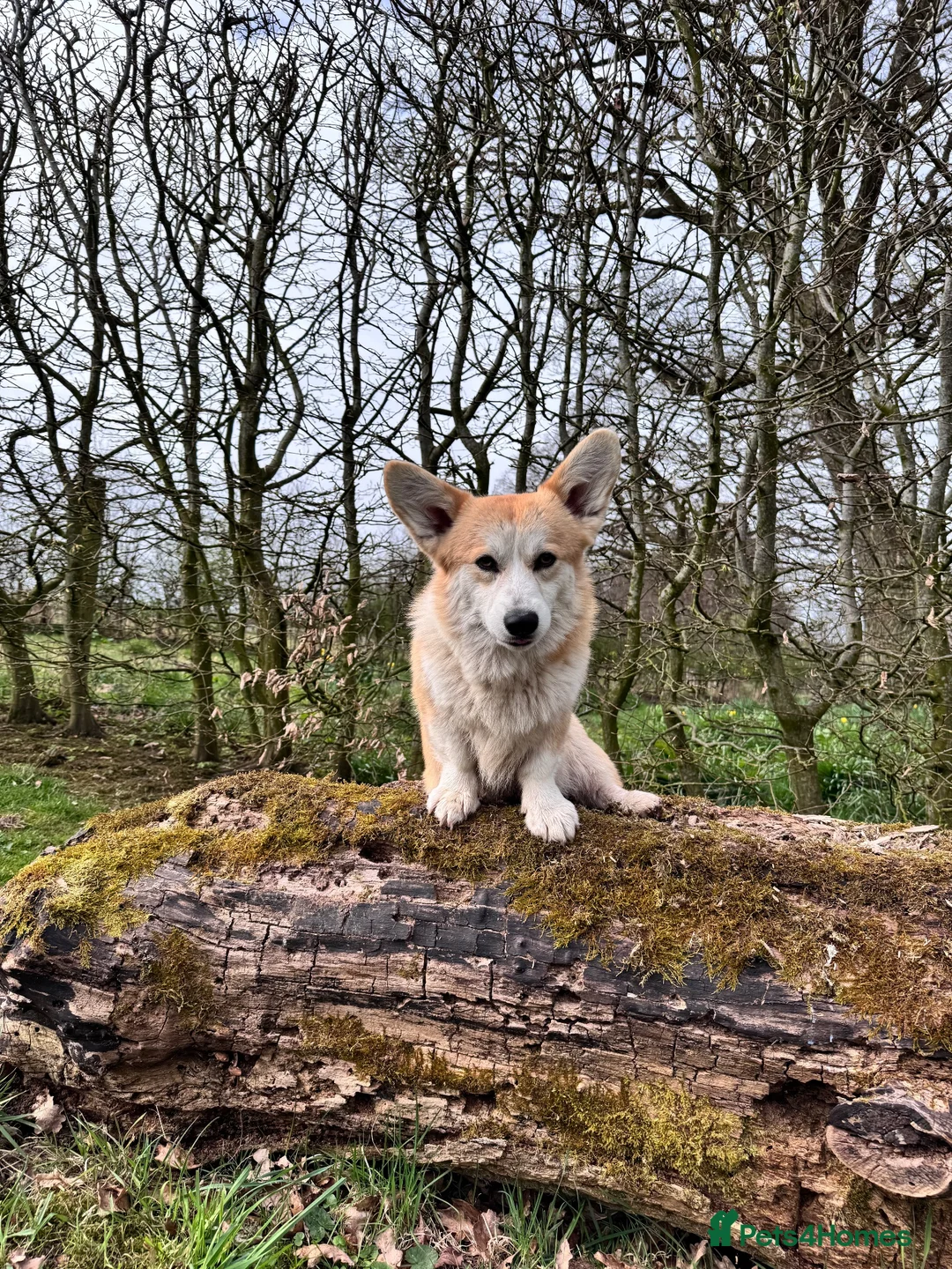 Welsh Corgi Pembroke dogs for sale: Rehoming my stud dog - Advert 4