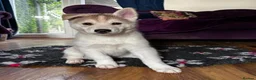 Siberian Husky dogs for sale: Charismatic Companions Ready to Make You Smile in Leeds - Advert 14