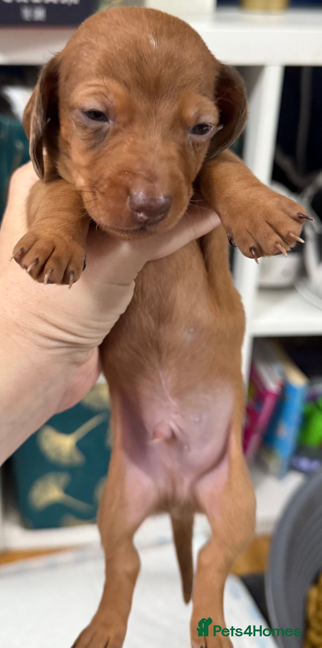 Miniature Dachshund dogs for sale: Miniature dachshund  - Image 6