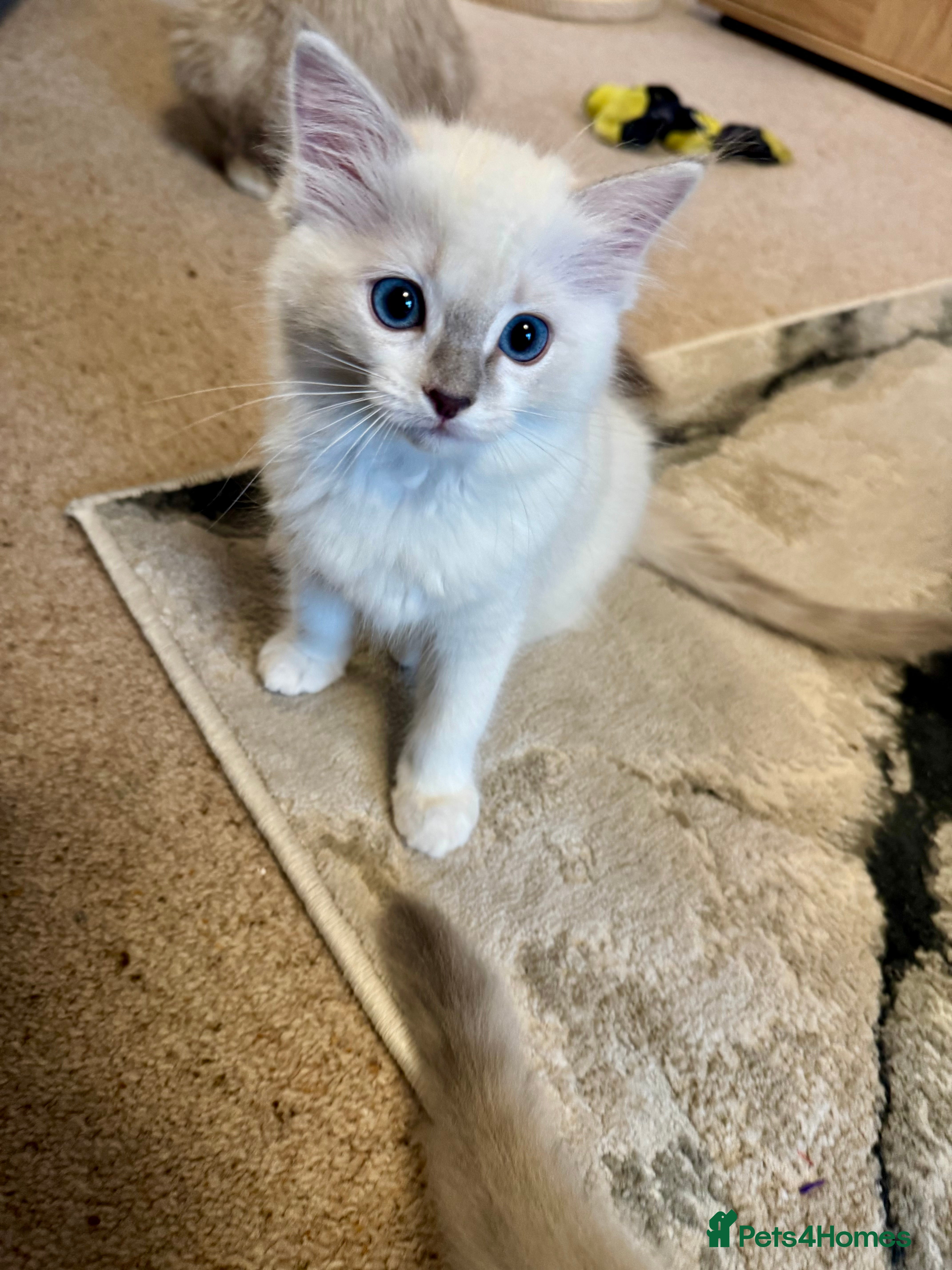 Ragdoll cats Ready to leave 4th Feb, TICA reg Ragdoll kittens   - Advert 14