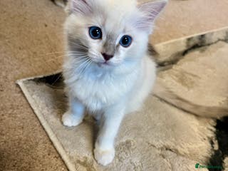 Ragdoll cats Ready to leave 4th Feb, TICA reg Ragdoll kittens - Advert 14