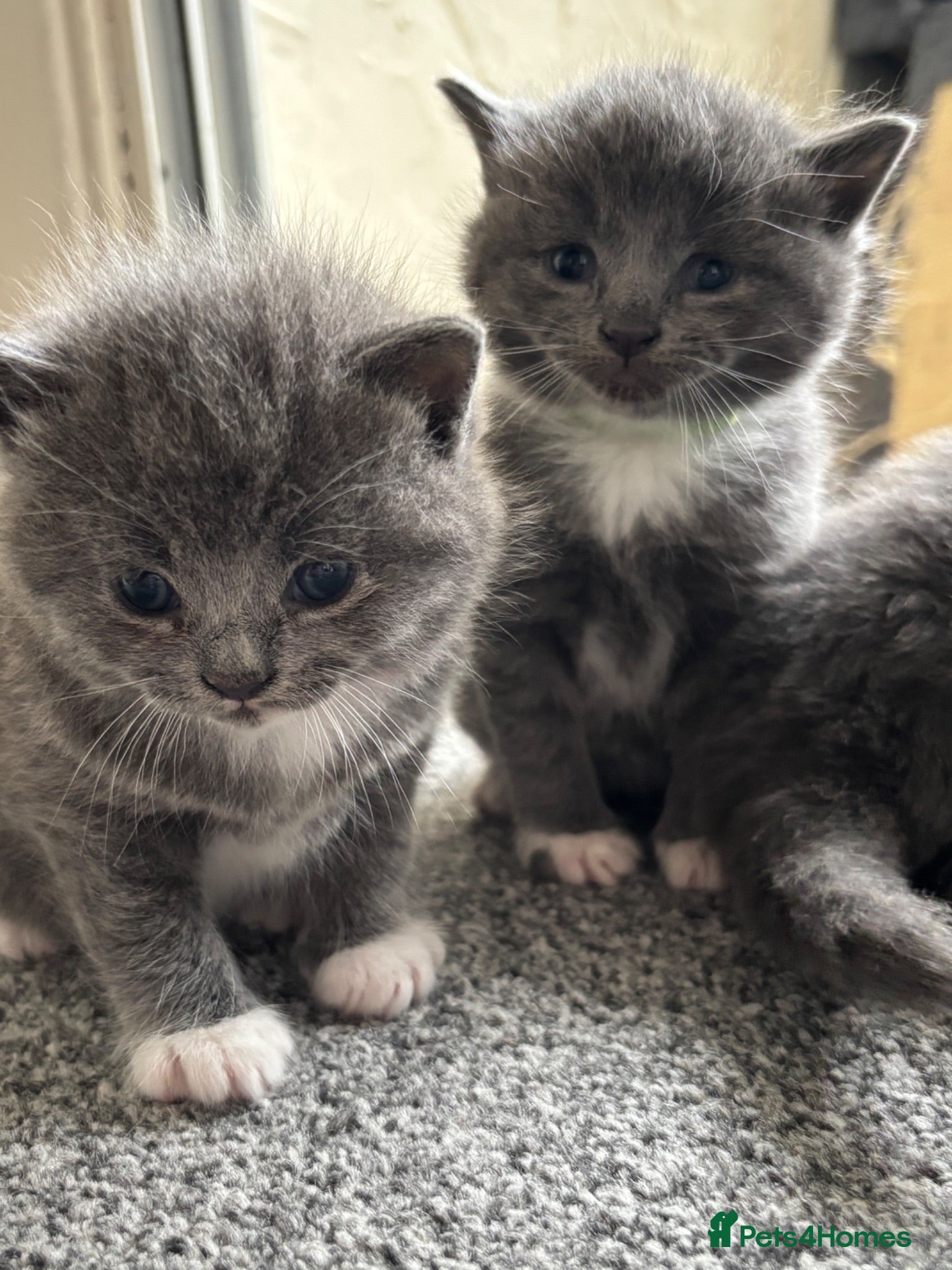British Shorthair cats Ragdoll x British shorthair - Advert 18