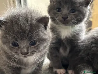 British Shorthair cats Ragdoll x British shorthair - Advert 16