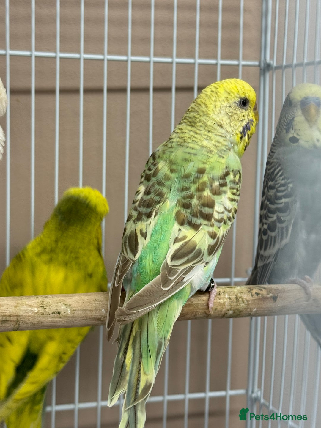 Budgerigars birds for sale: Baby budgies variety of colours  - Image 5