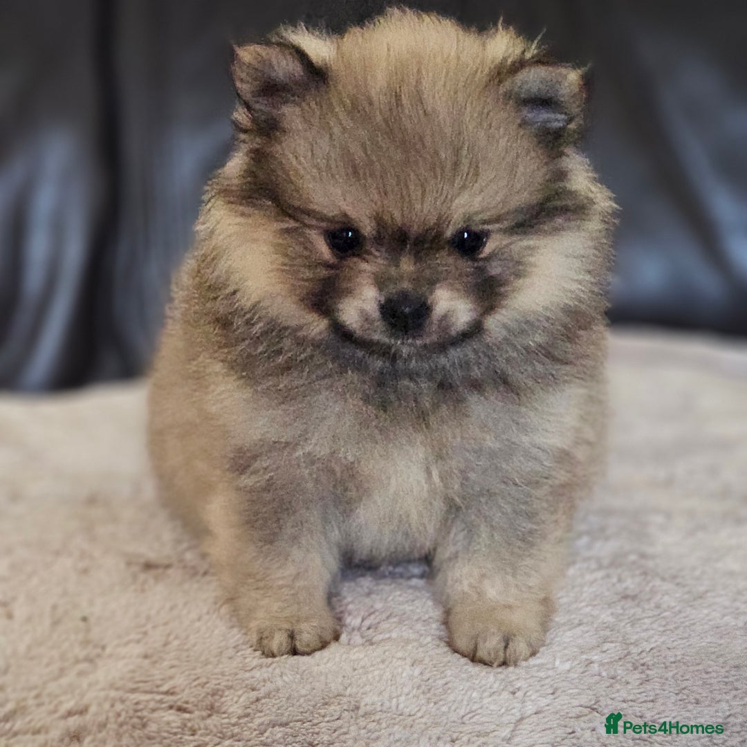 Pomeranian dogs for sale: Pomeranian baby girl - Advert 6