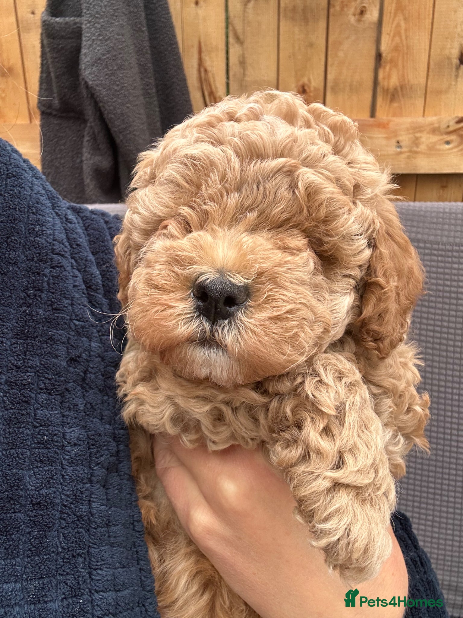 Cockapoo dogs Adorable puppies for Reservation - Advert 2