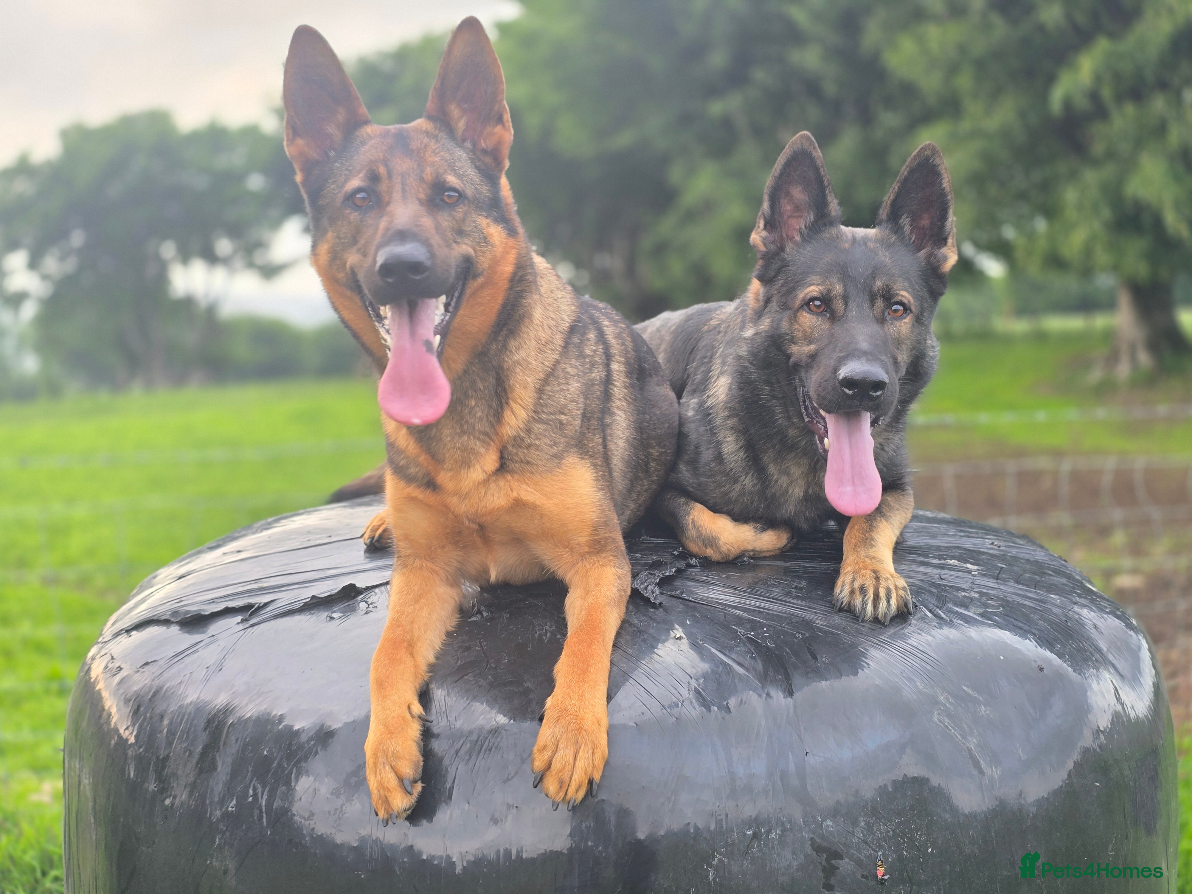 German Shepherd dogs Working line GSD pups  - Advert 1