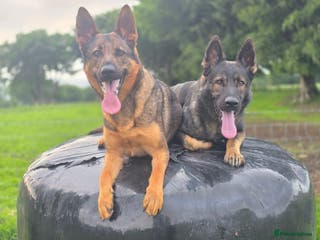 German Shepherd dogs Working line GSD pups - Advert 1