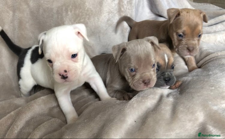 Mixed Breed dogs - Advert 3