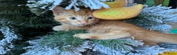 Domestic Shorthair cats for sale: Ginger Kittens - Advert 1