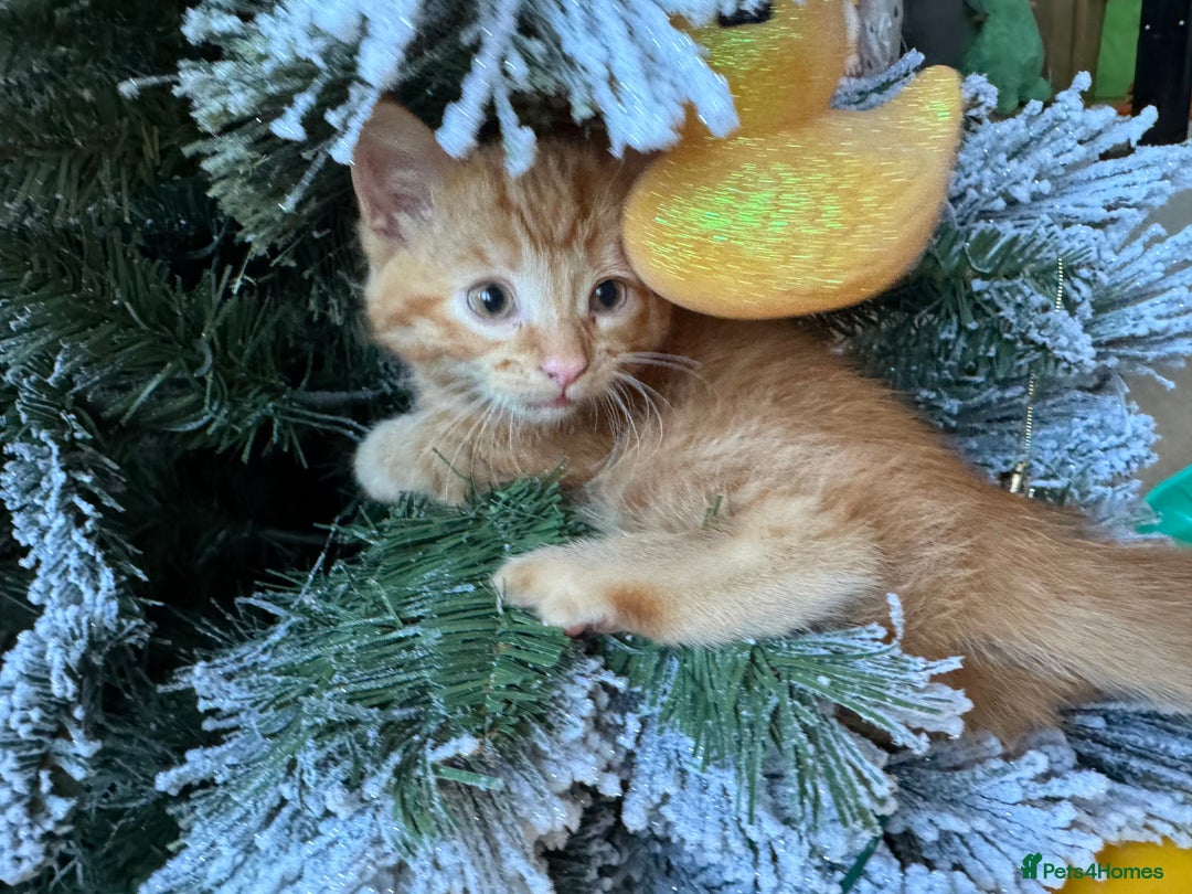 Domestic Shorthair cats for sale: Ginger Kittens - Advert 1