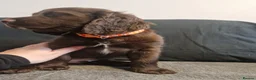 Cocker Spaniel dogs for sale: Cocker spaniel puppies  - Advert 25