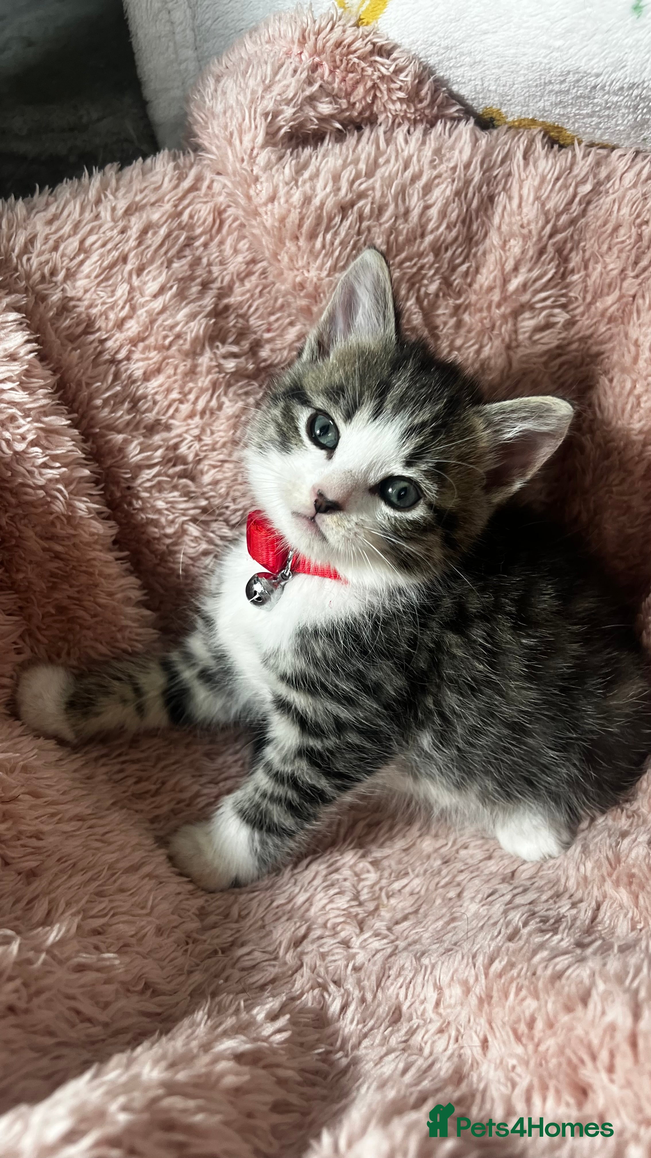 Domestic Shorthair cats Tuxedo crossed tiger bengals😍 - Advert 6