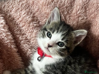 Domestic Shorthair cats Tuxedo crossed tiger bengals😍 - Advert 6