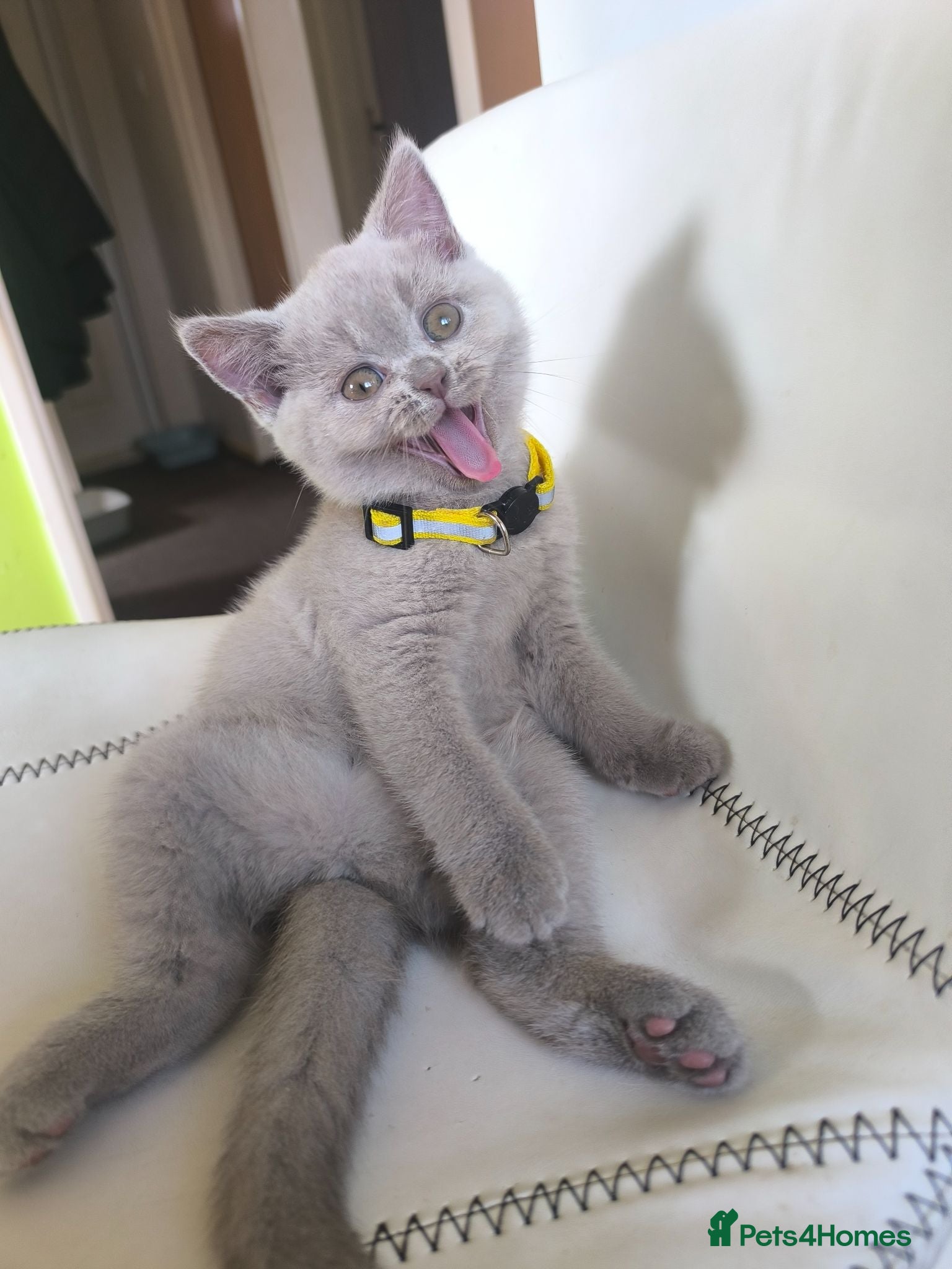 British Shorthair cats BSH x SF Lilac Kittens - Advert 6
