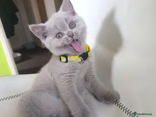 British Shorthair cats BSH x SF Lilac Kittens - Advert 6
