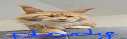 Maine Coon cats for sale:  Maincoon girls. parents  HCM, SMA, PK-DEF N/N - Advert 3
