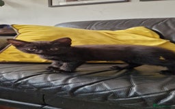 British Shorthair cats for sale: Black british shorthair mix - Image 5