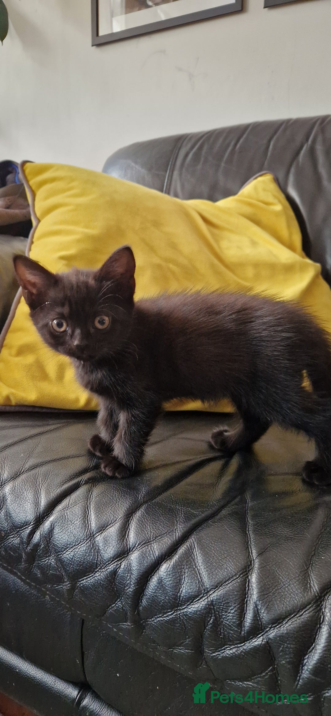 British Shorthair cats for sale: Black british shorthair mix - Image 5