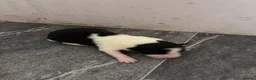 Border Collie dogs for sale: Border Collie Pups - Advert 3
