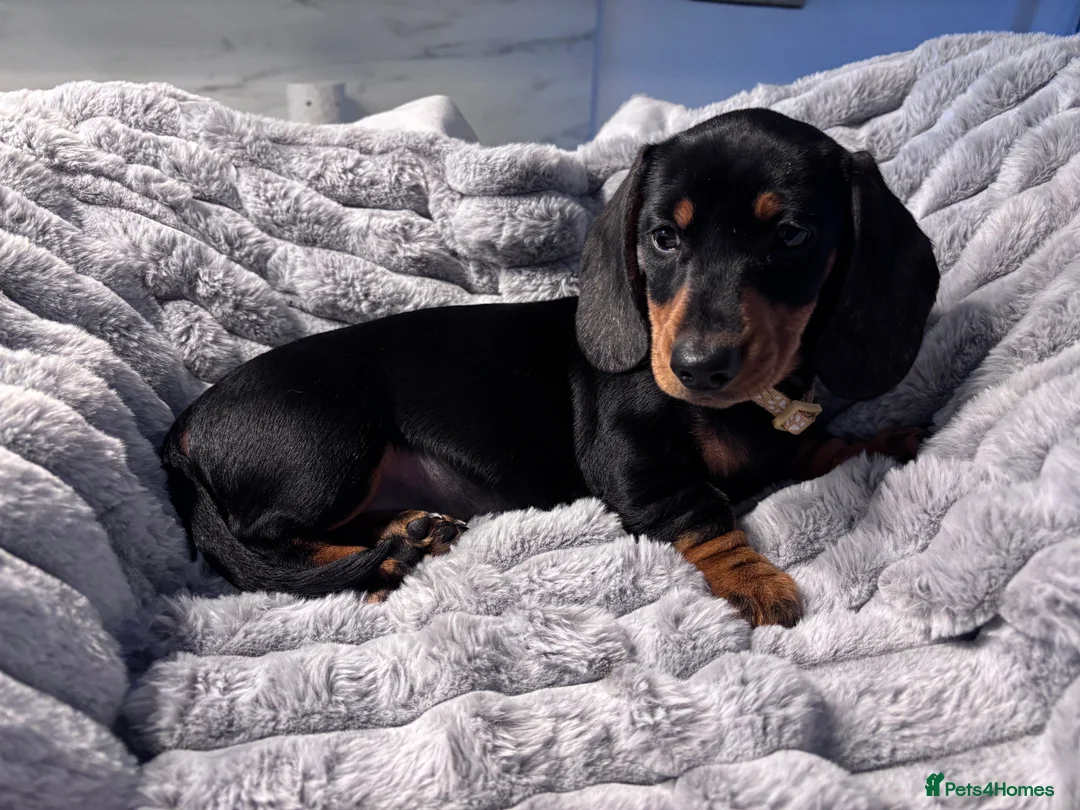 Miniature Dachshund dogs for sale: Beautiful boy looking for his loving careing home  - Advert 1