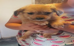 Mixed Breed dogs for sale: Dashound x shih tuz  - Image 3
