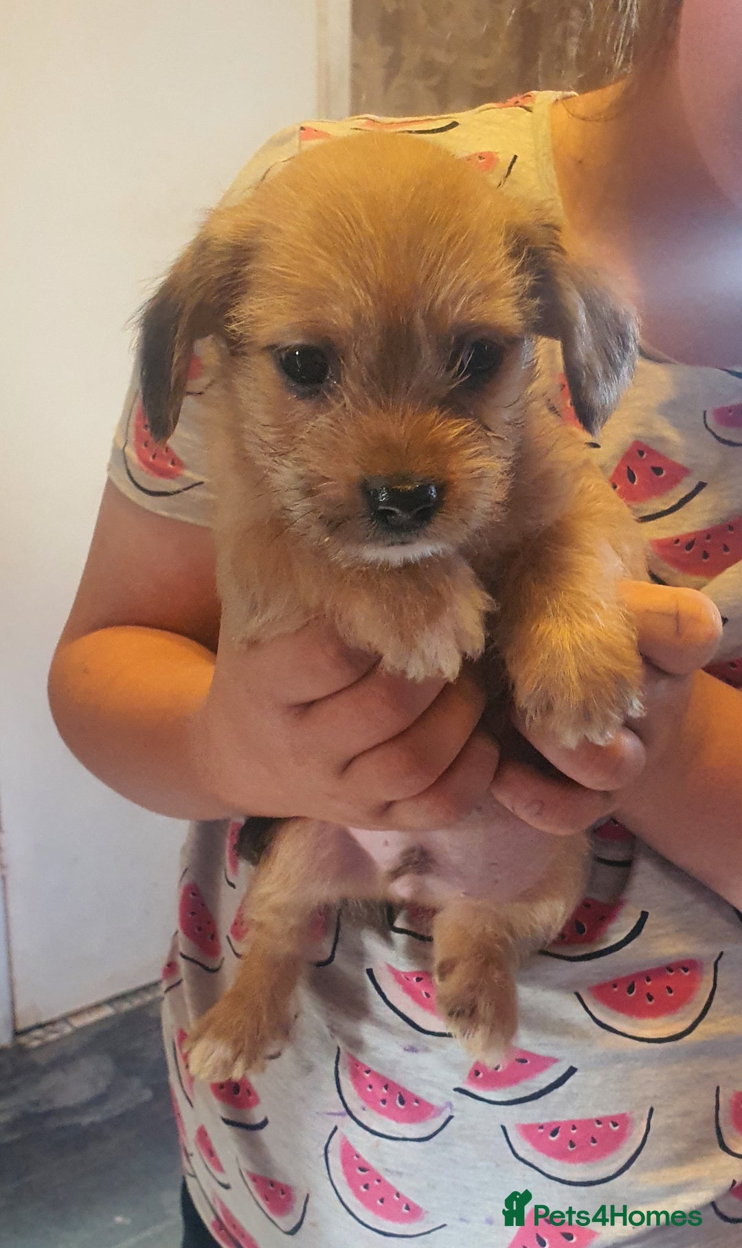 Mixed Breed dogs for sale: Dashound x shih tuz  - Image 3
