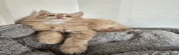 Maine Coon cats for sale: Full Mainecoon beautiful kittens  - Advert 10