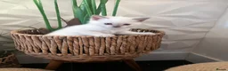 Ragdoll cats for sale: Beautiful full pedigree Ragdoll kittens Seal Blue in Hove - Advert 5