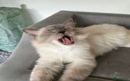 Ragdoll cats for sale: Lenny - rehoming - Image 4