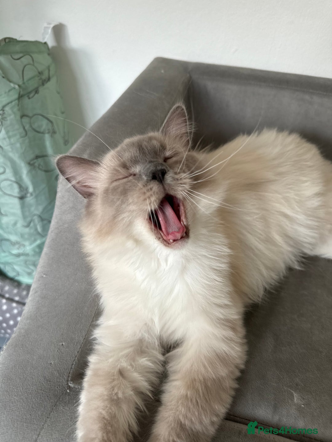 Ragdoll cats for sale: Lenny - rehoming - Image 4