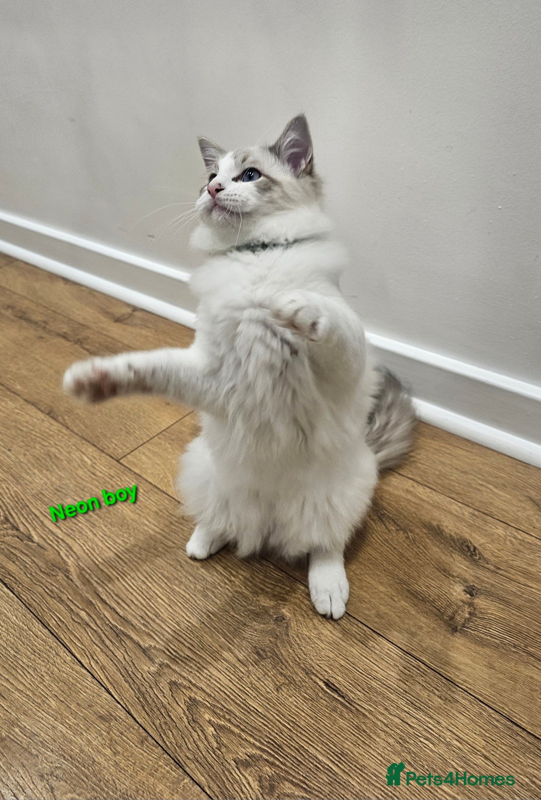 Ragdoll cats for sale: Pedegree Active Gccf 2 boys left  - Advert 27