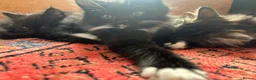 Mixed Breed cats for sale: Four kittens looking for good homes! in Edinburgh - Advert 16