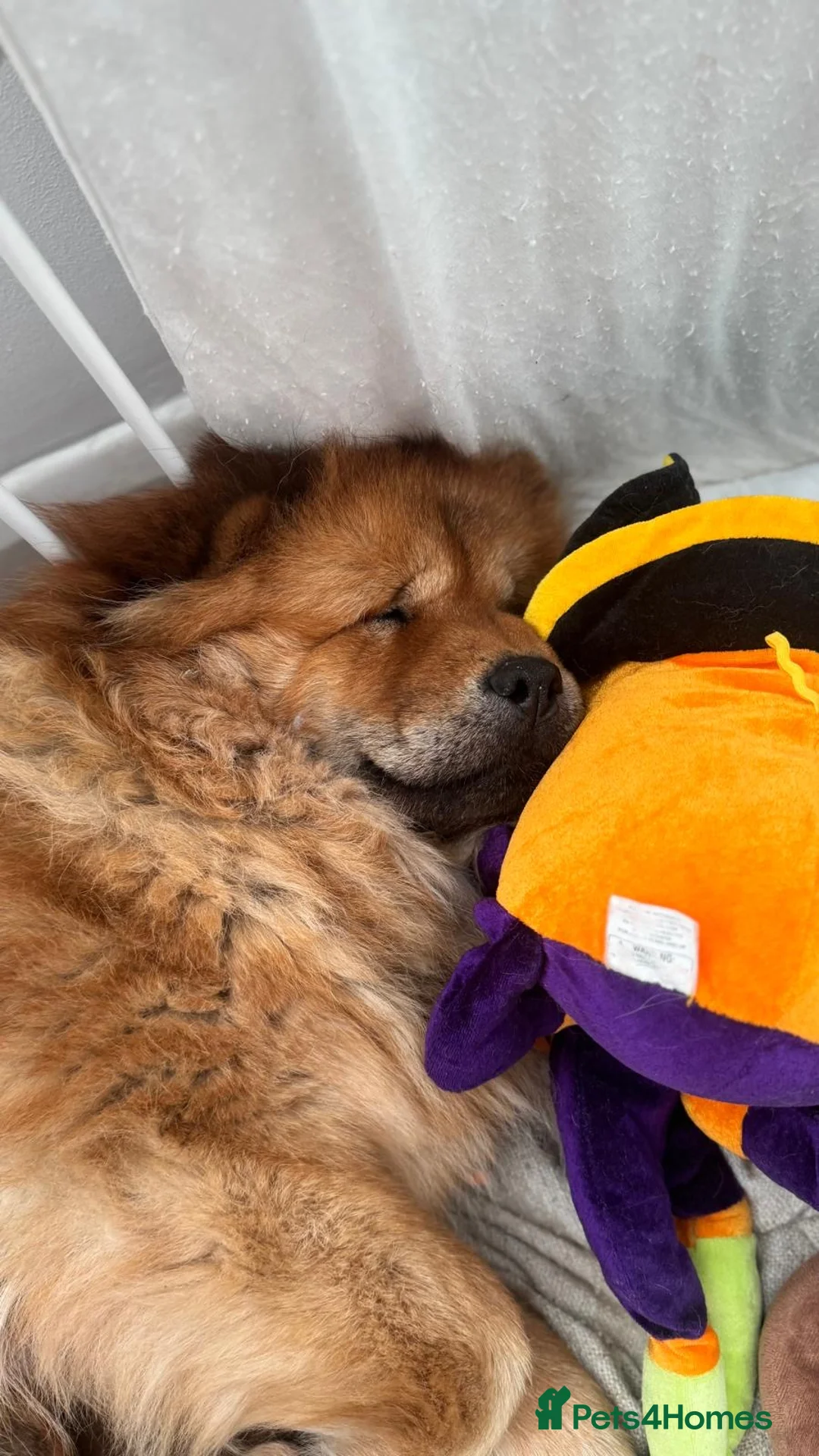 Chow Chow dogs for sale: 7 chow chow puppies  in Warlingham - Advert 27