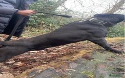 Cane Corso dogs for stud: Cane Corso Hungarian Bloodline Stud Proven  - Image 3