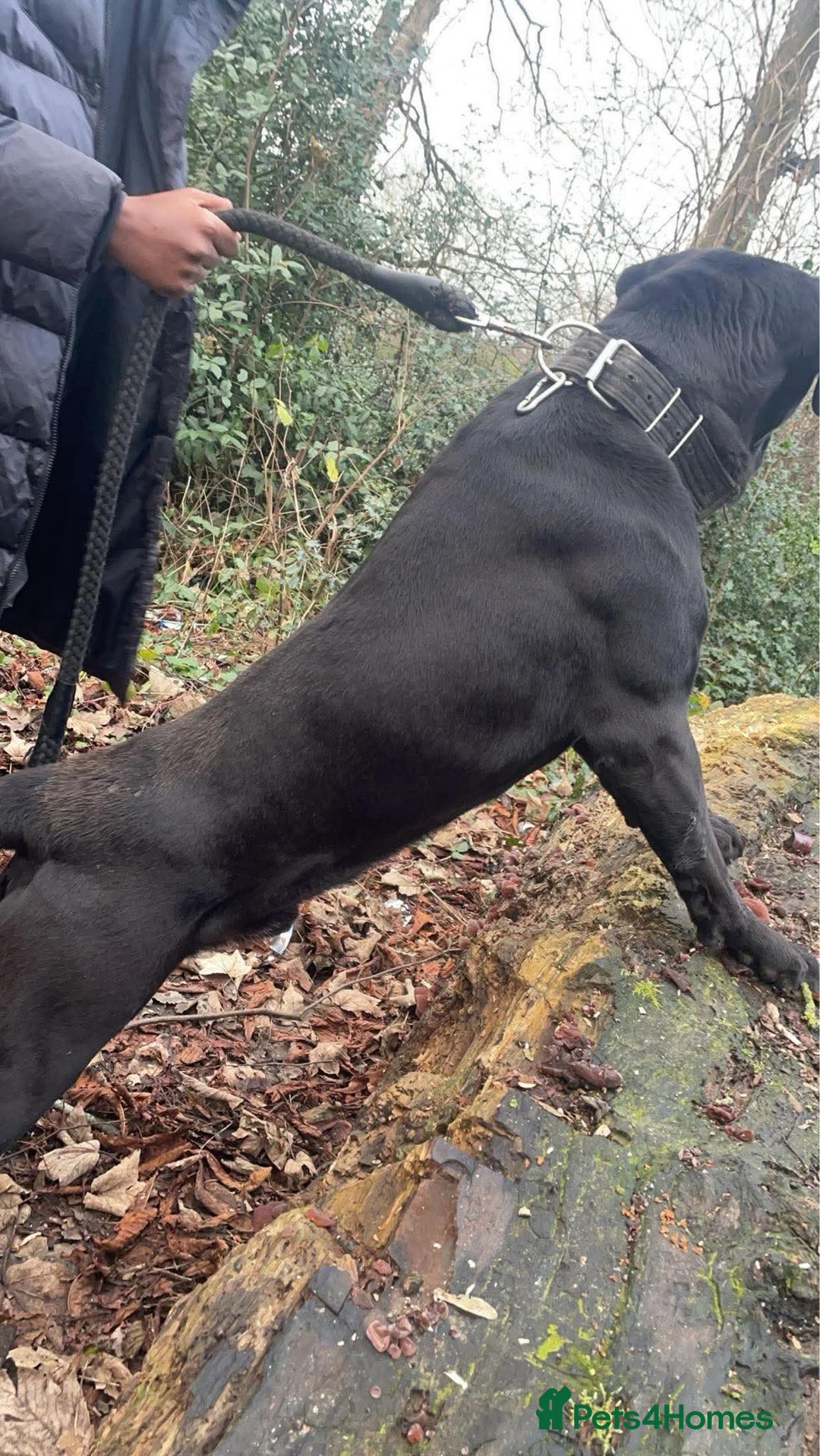 Cane Corso dogs for stud: Cane Corso Hungarian Bloodline Stud Proven  - Image 3