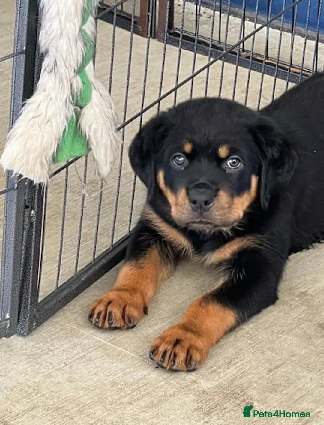 Rottweiler dogs for sale: Nicest home trained rottie pups in Wallasey - Advert 2