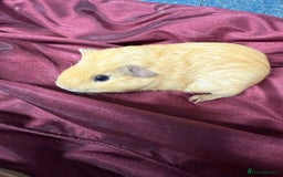 Guinea Pig rodents for sale: Adorable baby Guinea Pigs for loving homes  - Image 5