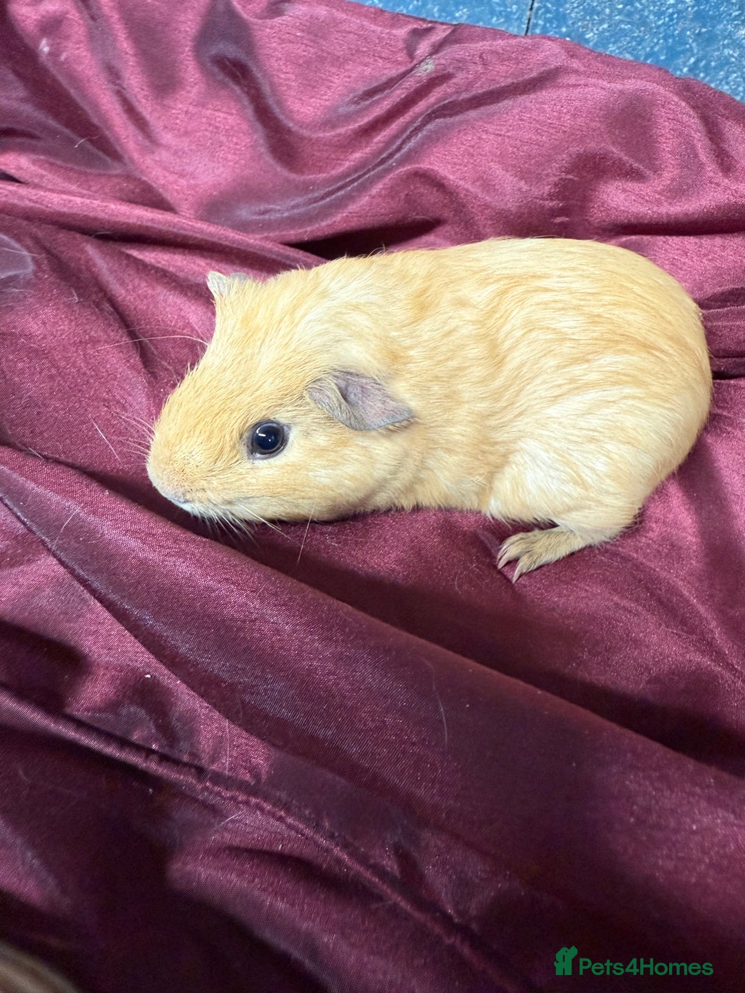 Guinea Pig rodents for sale: Adorable baby Guinea Pigs for loving homes  - Image 5