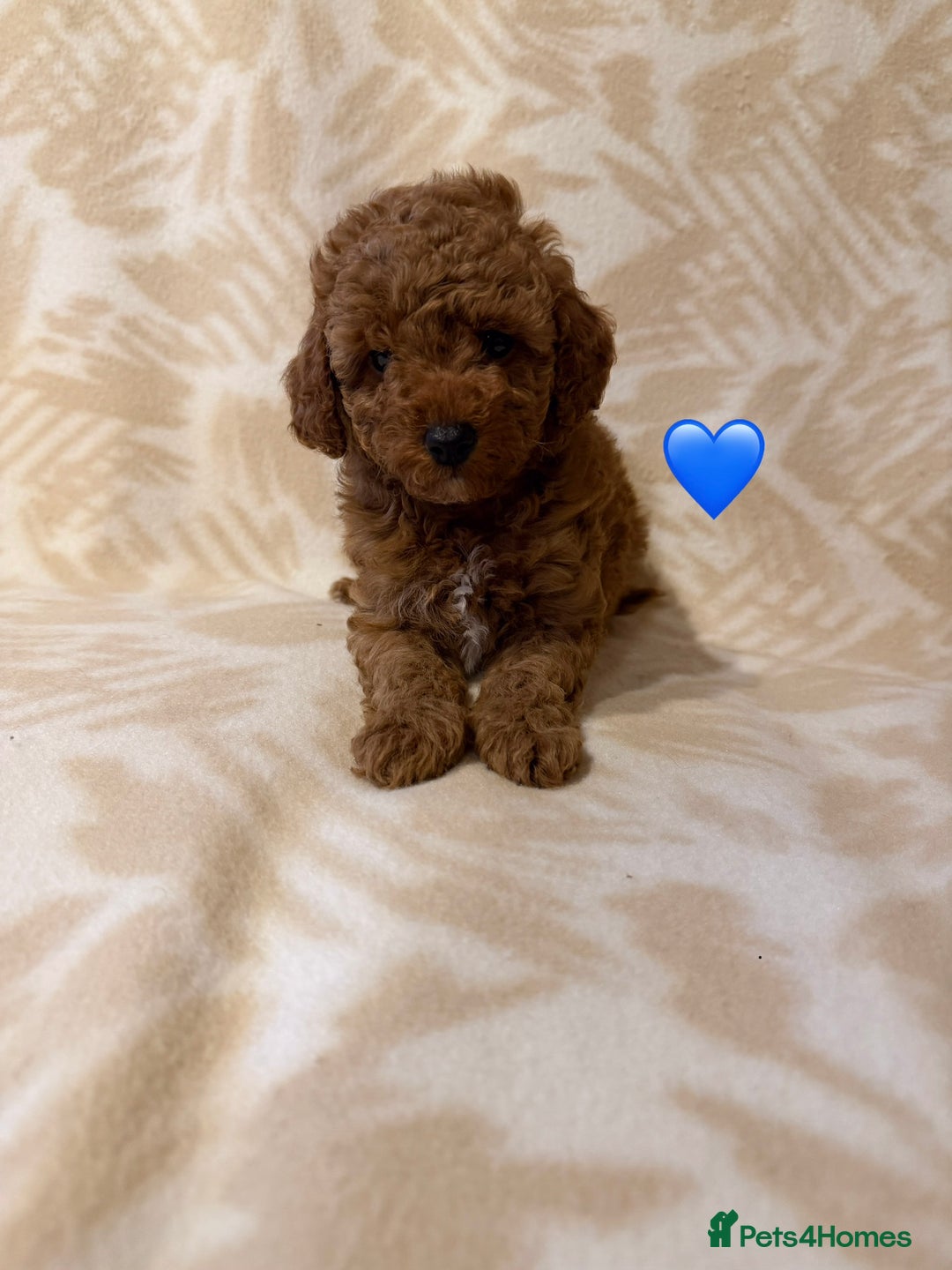 Toy Poodle dogs for sale: Beautiful toy poodles  - Advert 8